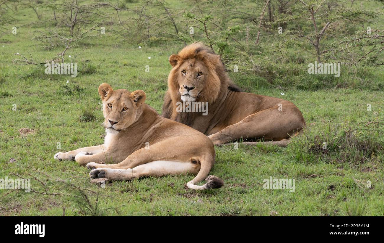 Pair of young mating lions lying on the grass looking back at the camera, Mara North Conservancy, Kenya, East Africa Stock Photo