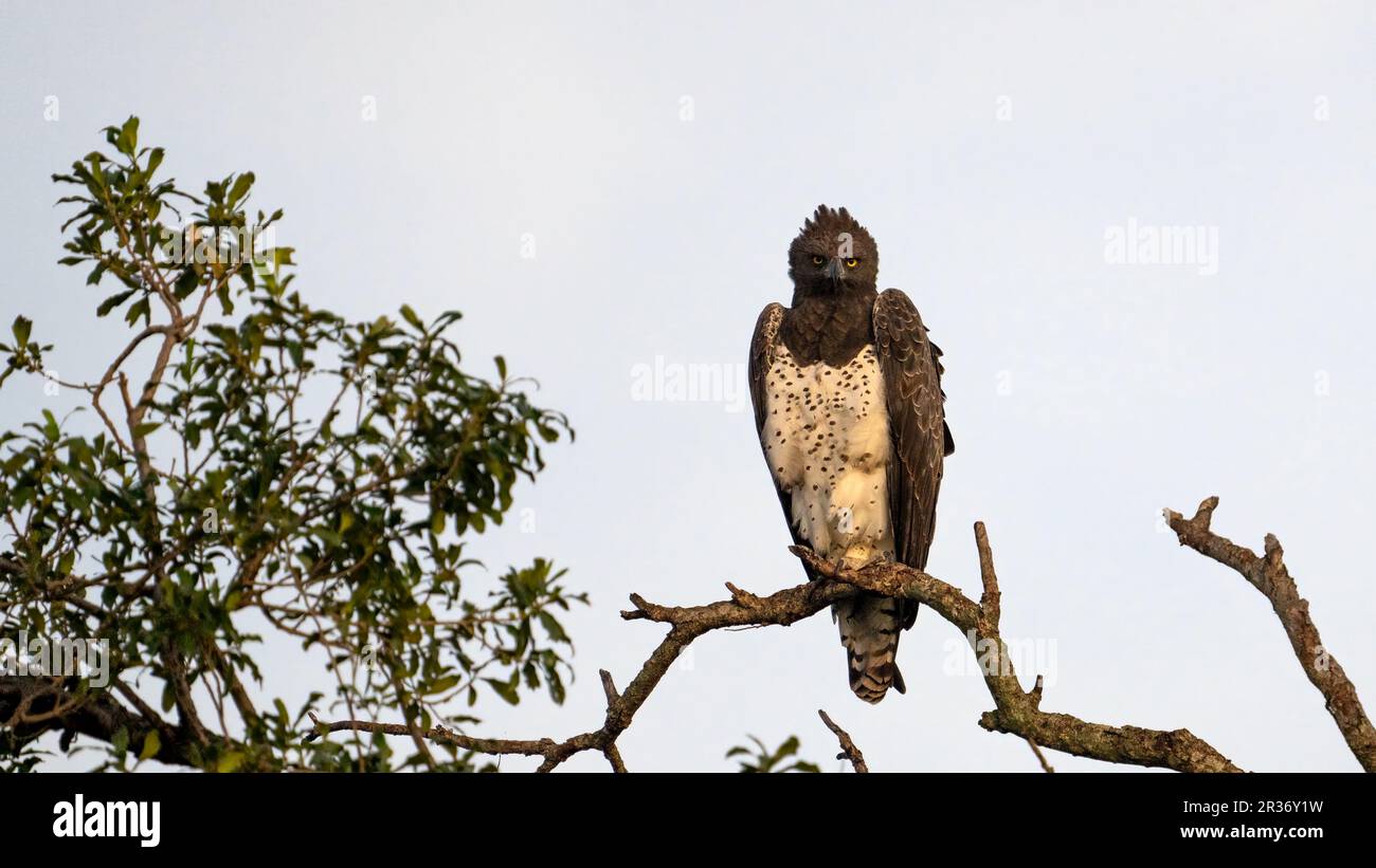 Martial Eagle (Polemaetus bellicosus) perched on a branch looking directly at camera, Mara North Conservancy, Kenya, East Africa Stock Photo