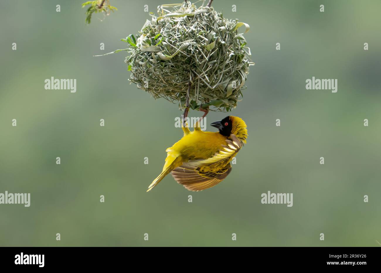 Northern masked weaver (Ploceus taeniopterus) building nest on the banks of the Mara River, Mara North Conservancy, Kenya, East Africa Stock Photo