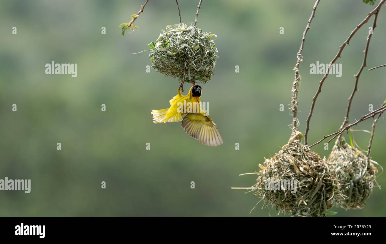 Northern masked weaver (Ploceus taeniopterus) building a nest, facing the camera, on the banks of the Mara River, Mara North Conservancy, Kenya, East Stock Photo