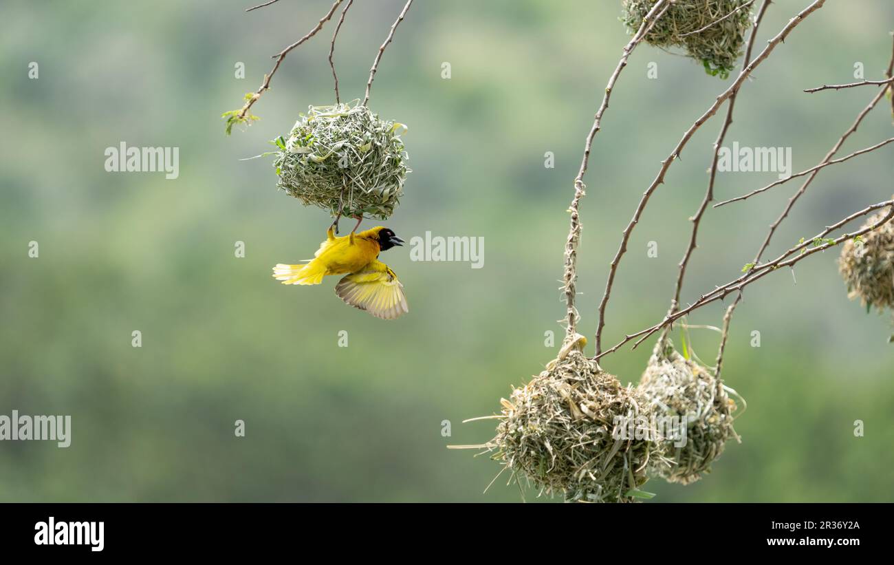 Northern masked weaver (Ploceus taeniopterus) building nest on the banks of the Mara River, Mara North Conservancy, Kenya, East Africa Stock Photo