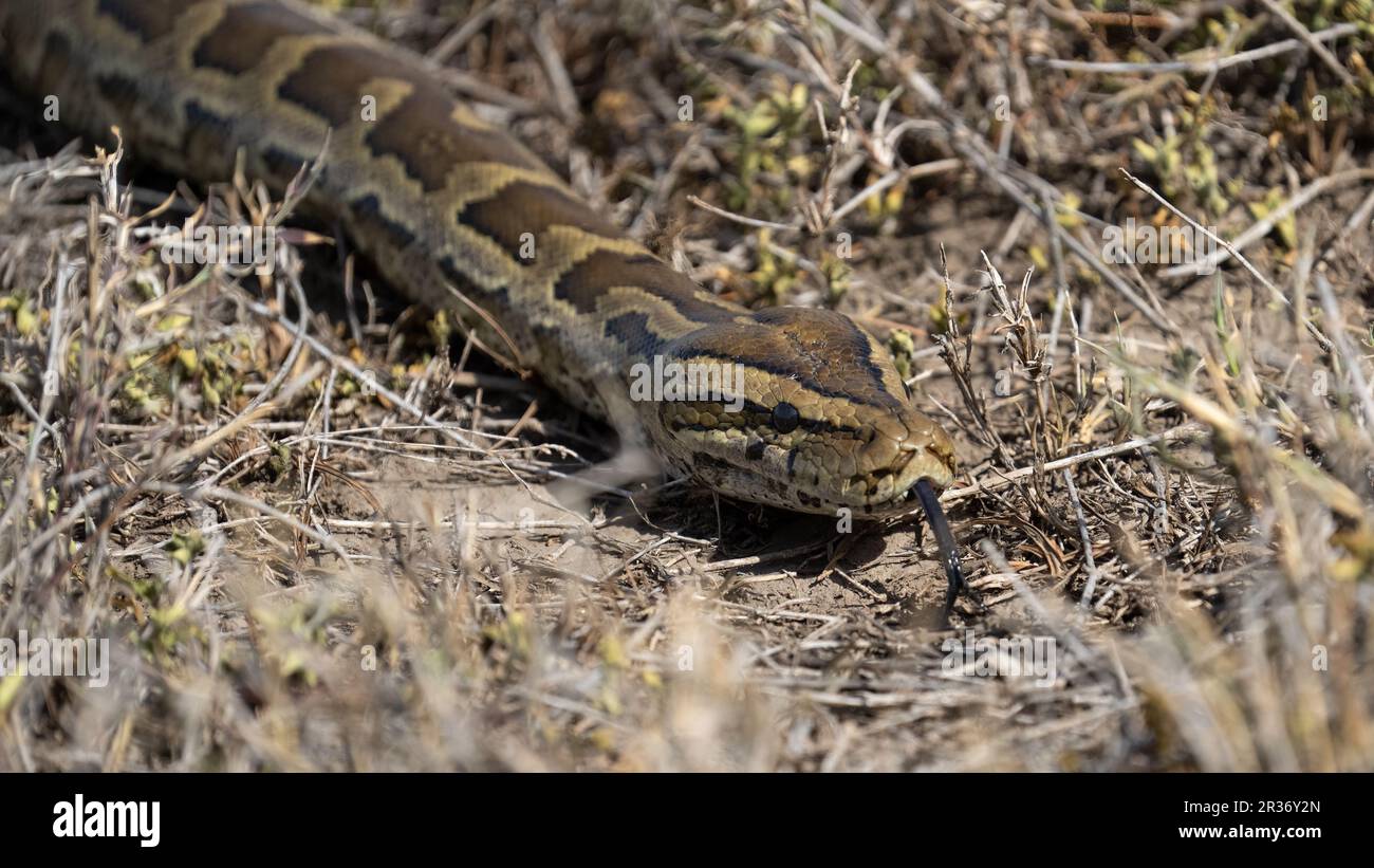 Central African Rock python (Python sebae) in the grasses near the Oolgol Kopjes, Serengeti National Park, Tanzania Stock Photo