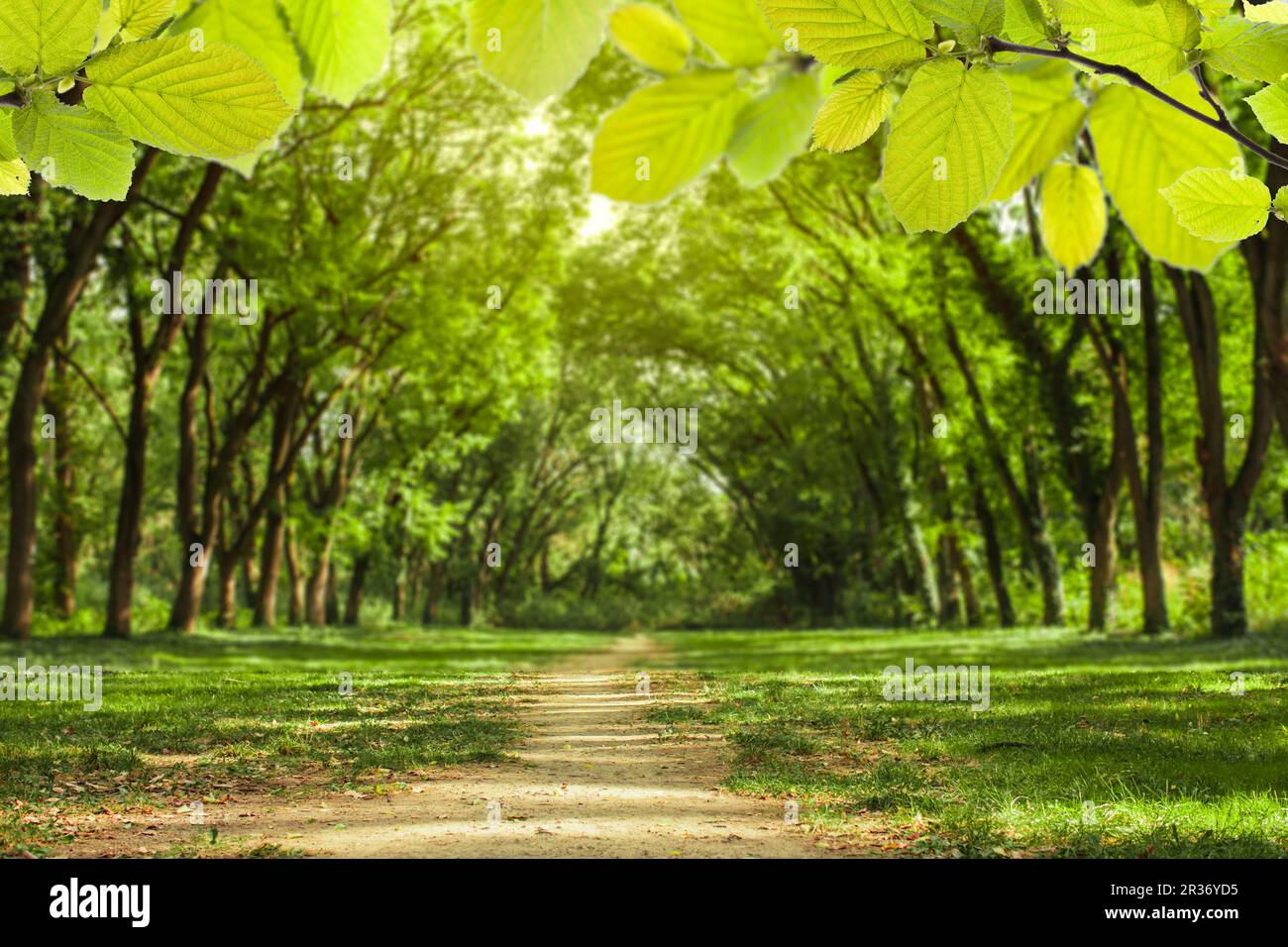 Fairytale forest landscape Stock Photo - Alamy
