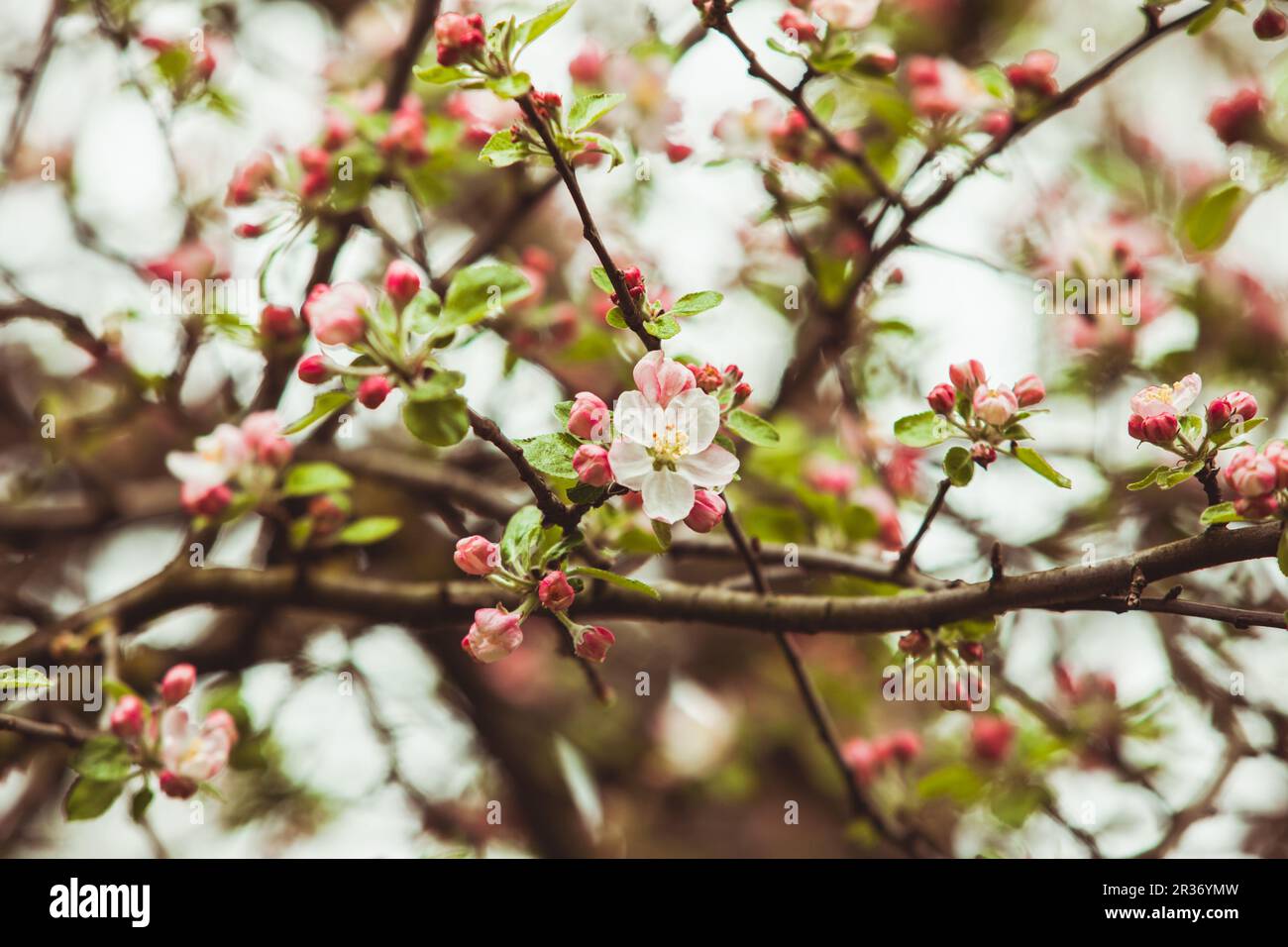 Branches of apple tree Stock Photo