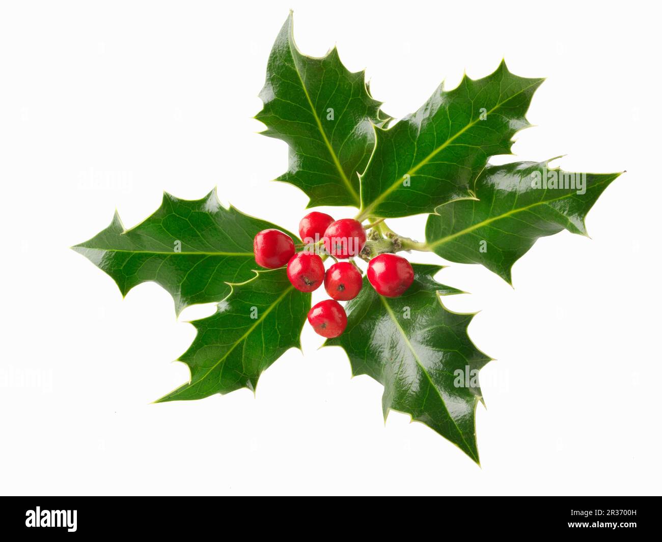 Fresh holly leaves with red berries against a white background Stock