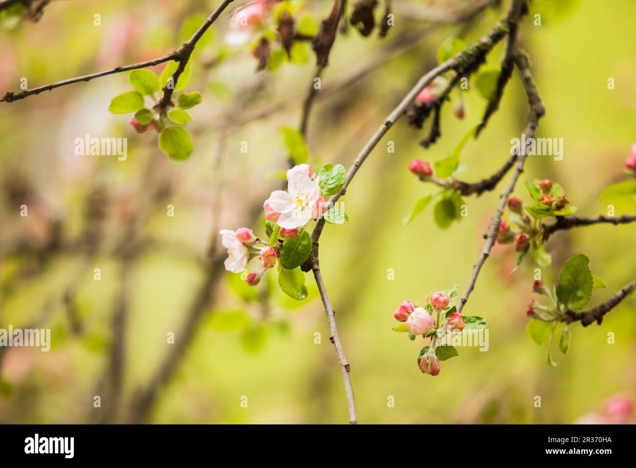 Branches of apple tree Stock Photo Alamy