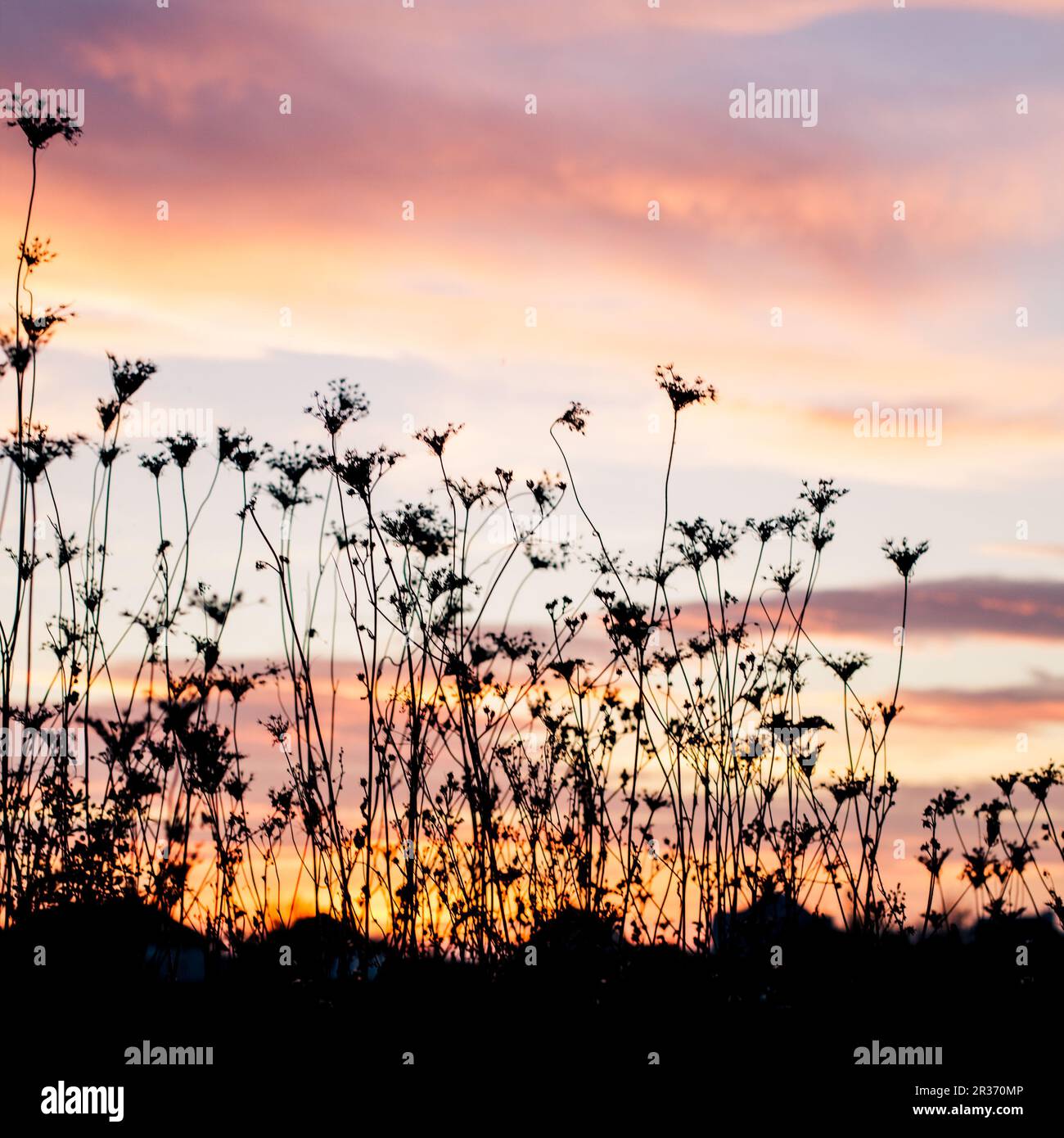 Red light silhouette hi-res stock photography and images - Alamy