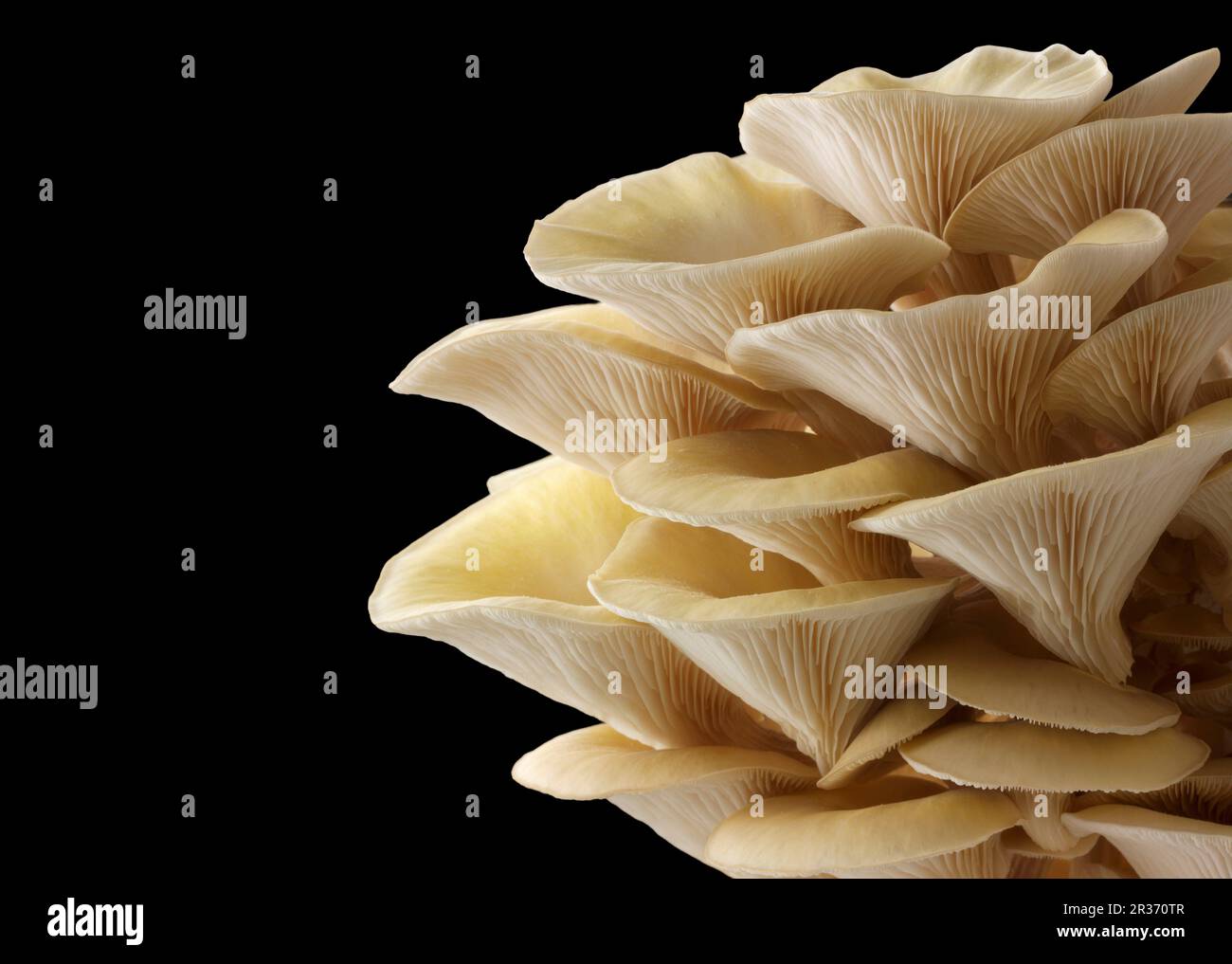 Fresh picked edible yellow or golden oyster mushrooms (Pleurotus citrinopileatus) in a grow box against a black background Stock Photo