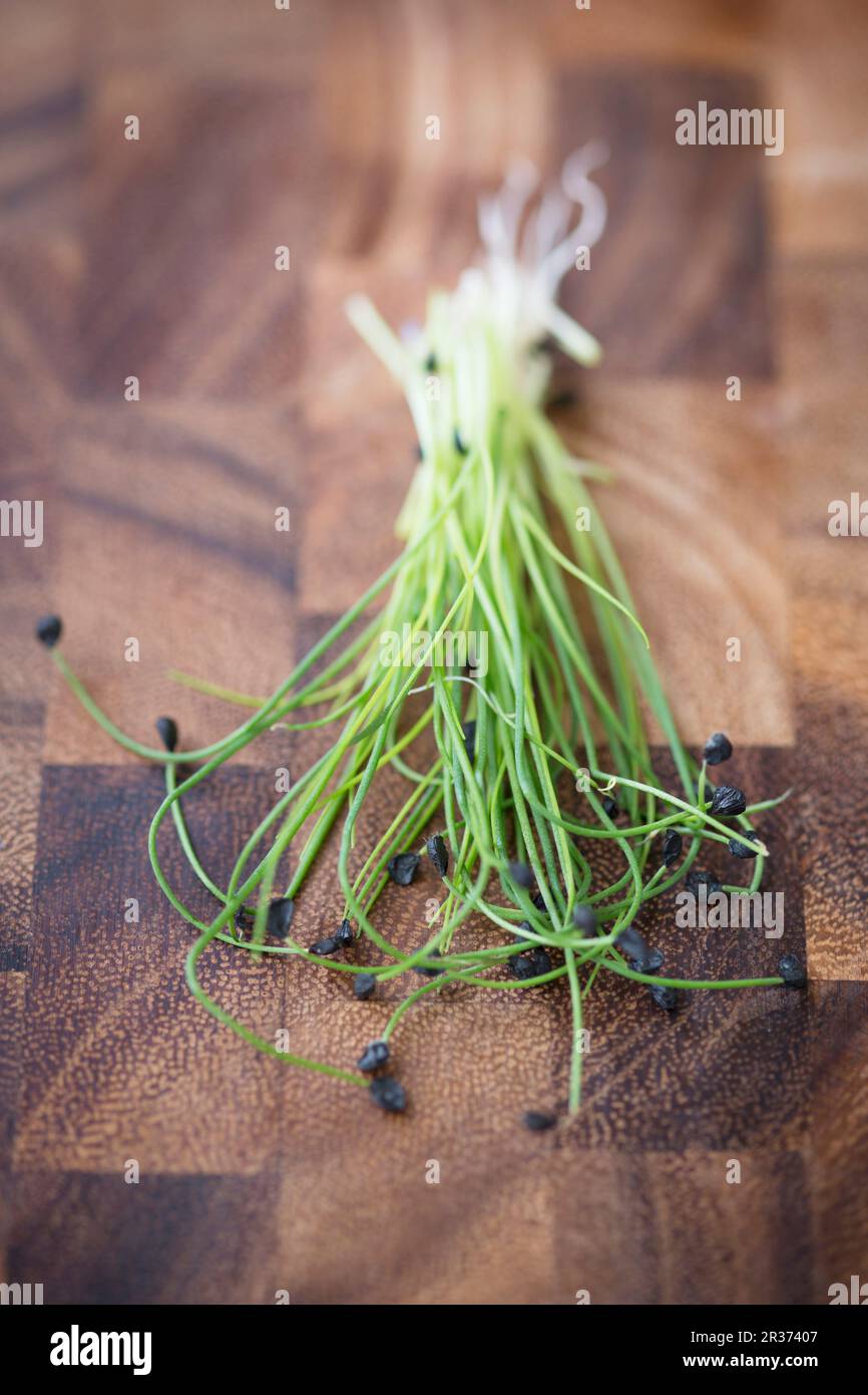 Rock chives sprouts Stock Photo