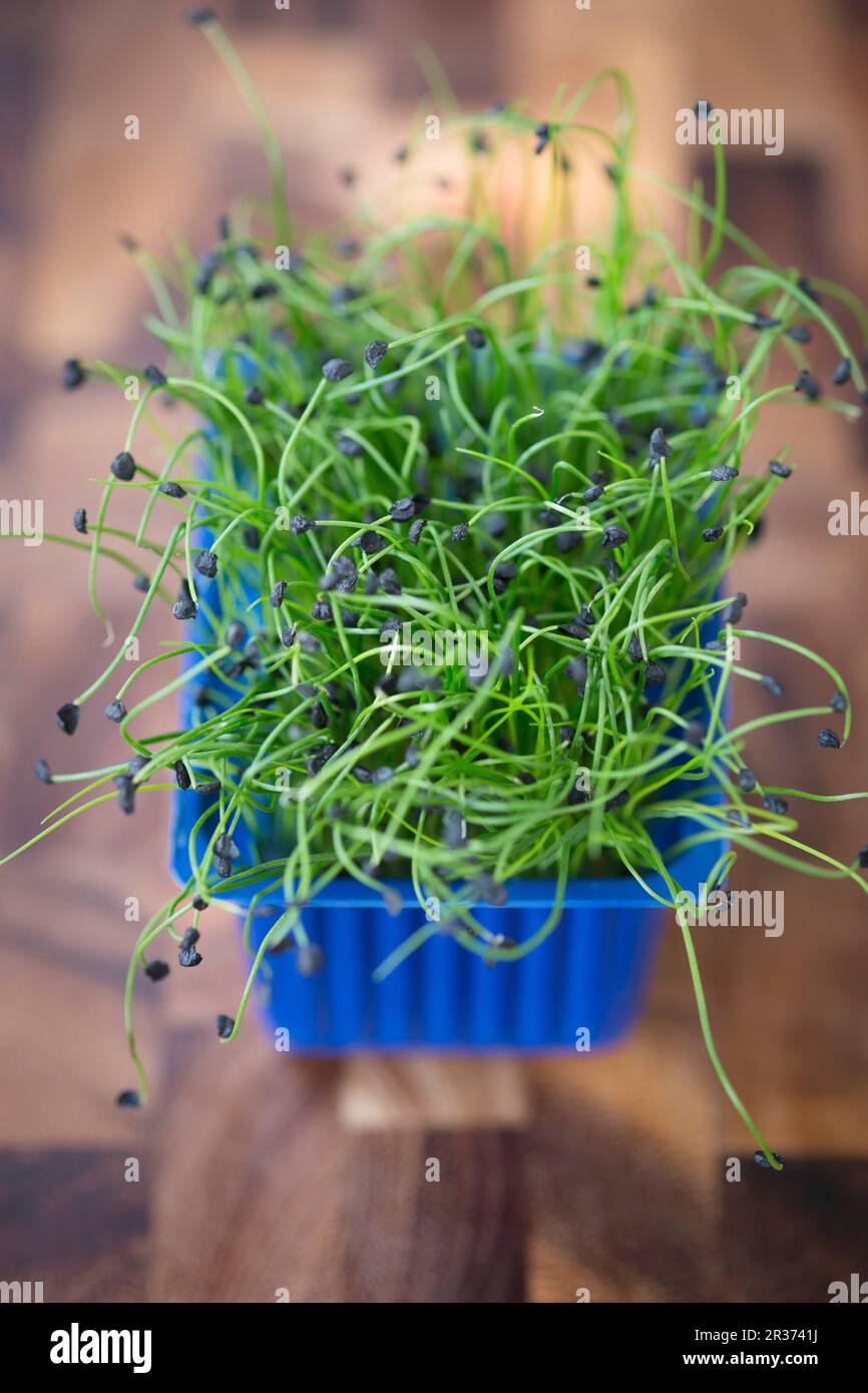 A box of rock chives sprouts Stock Photo