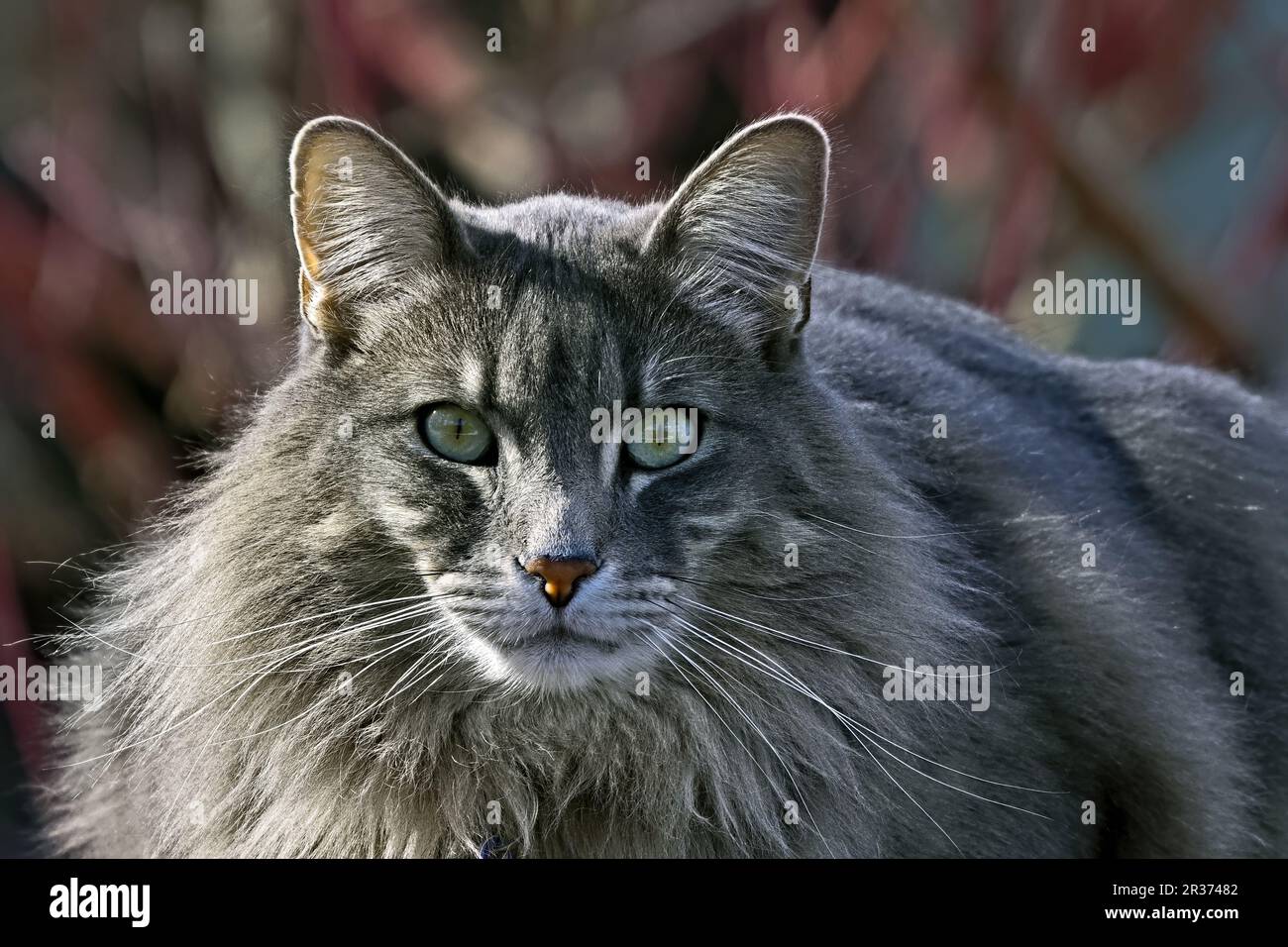 A close up portrait image of a domestic house cat  (Felis catus); Stock Photo