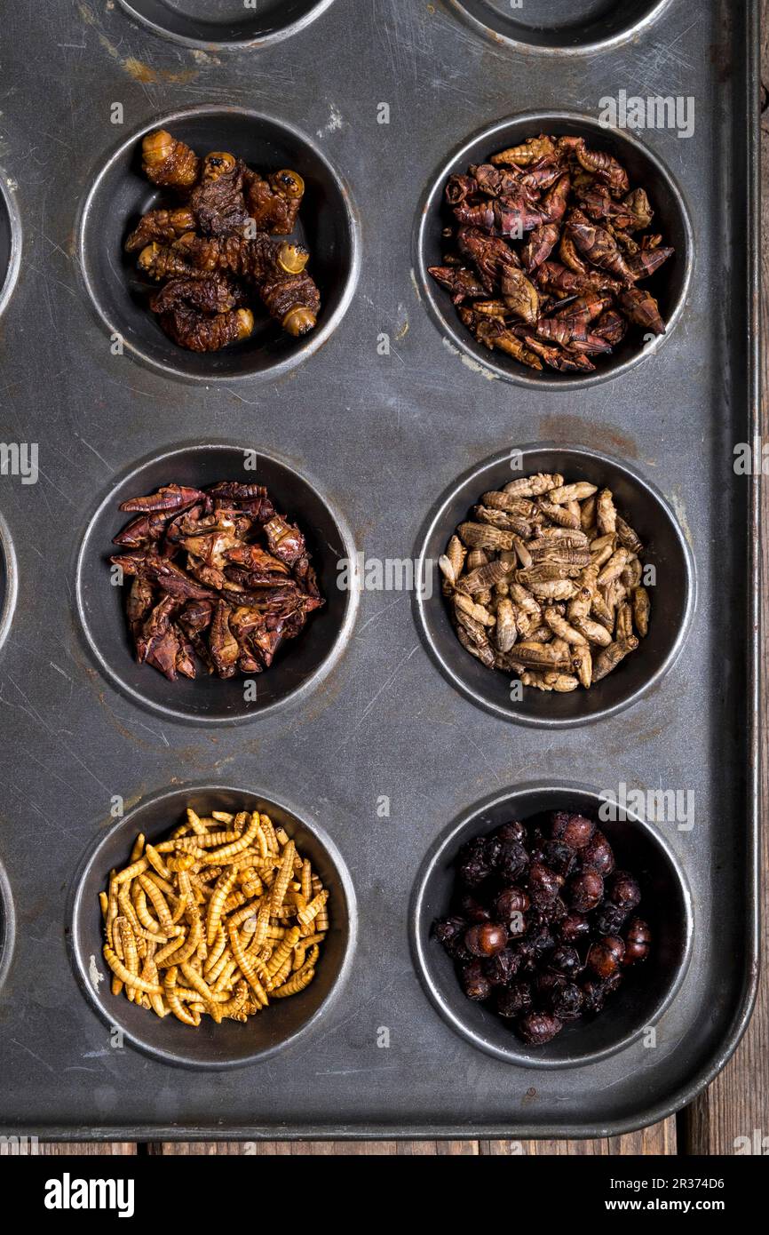 Dried Mealworms, Queen Leafcutter Ants, Chapulines, Dried Crickets