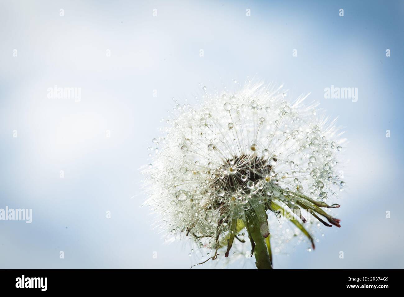 Water drop dandelion close up hi-res stock photography and images - Alamy