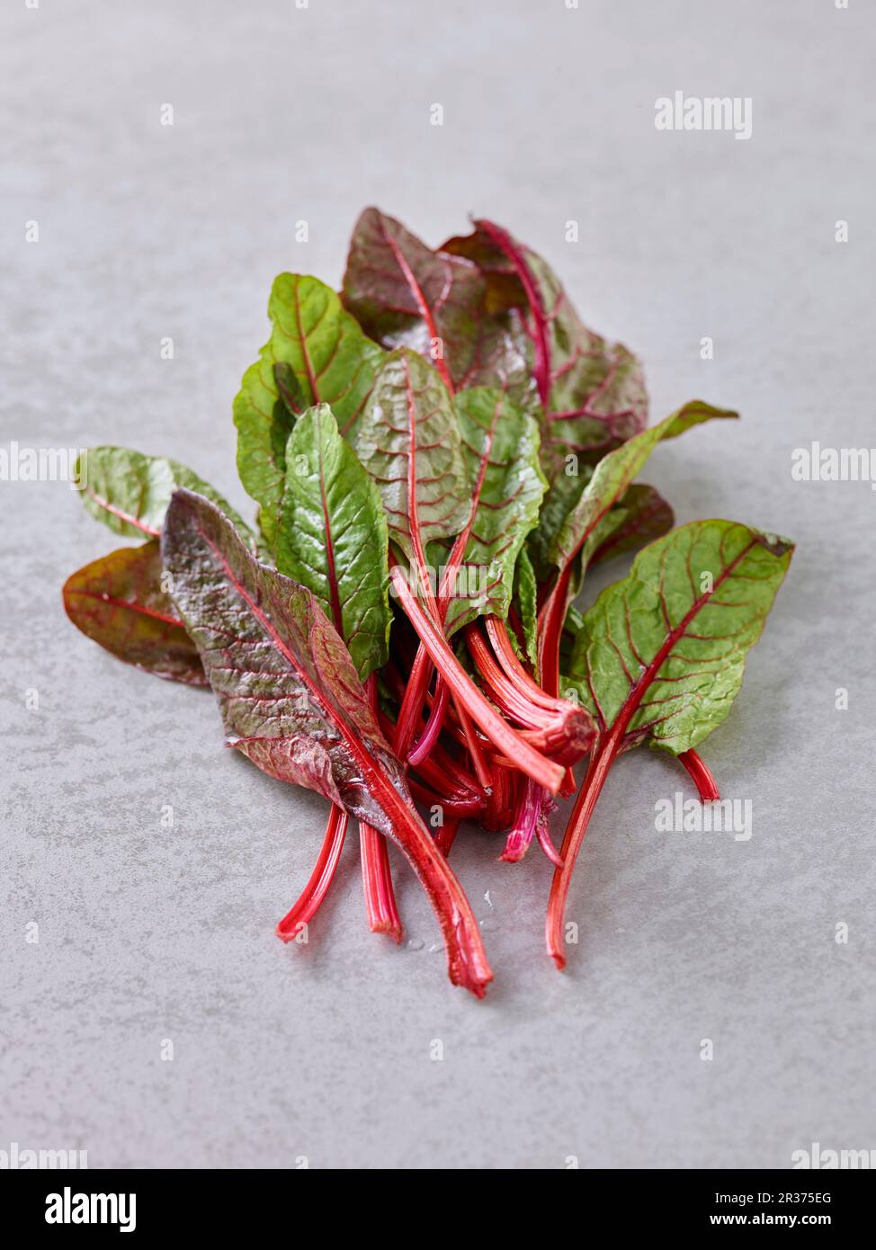 Red stemmed baby chard Stock Photo