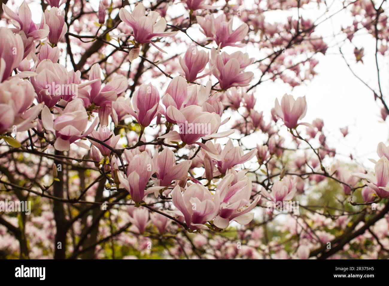 Flowering Magnolia liliflora Stock Photo