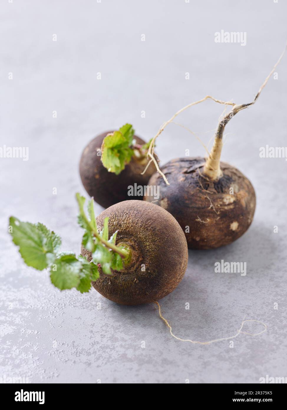 Three black daikon radishes Stock Photo Alamy