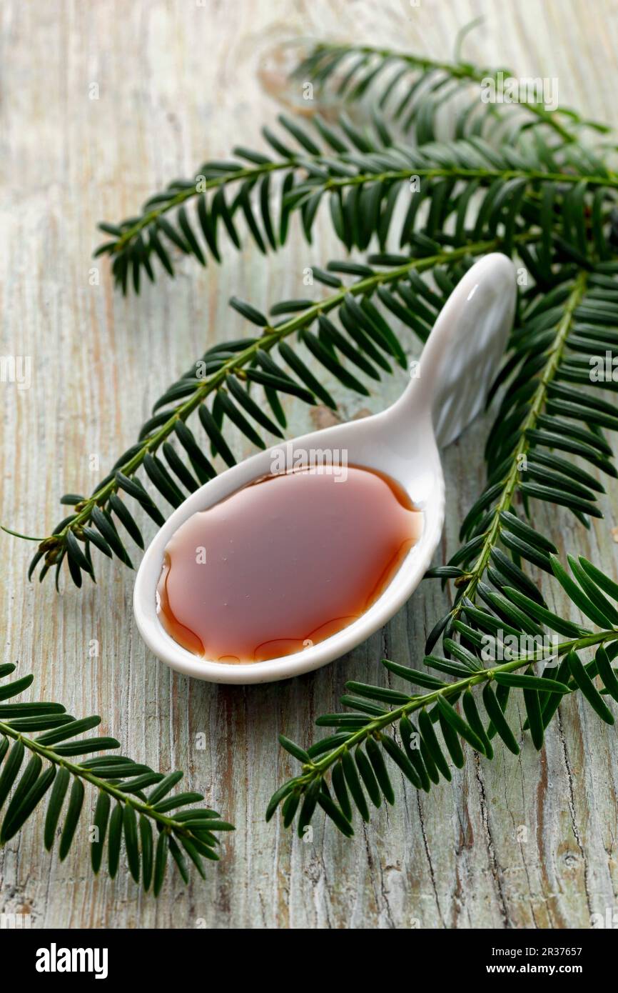 Spruce tip syrup on a spoon Stock Photo