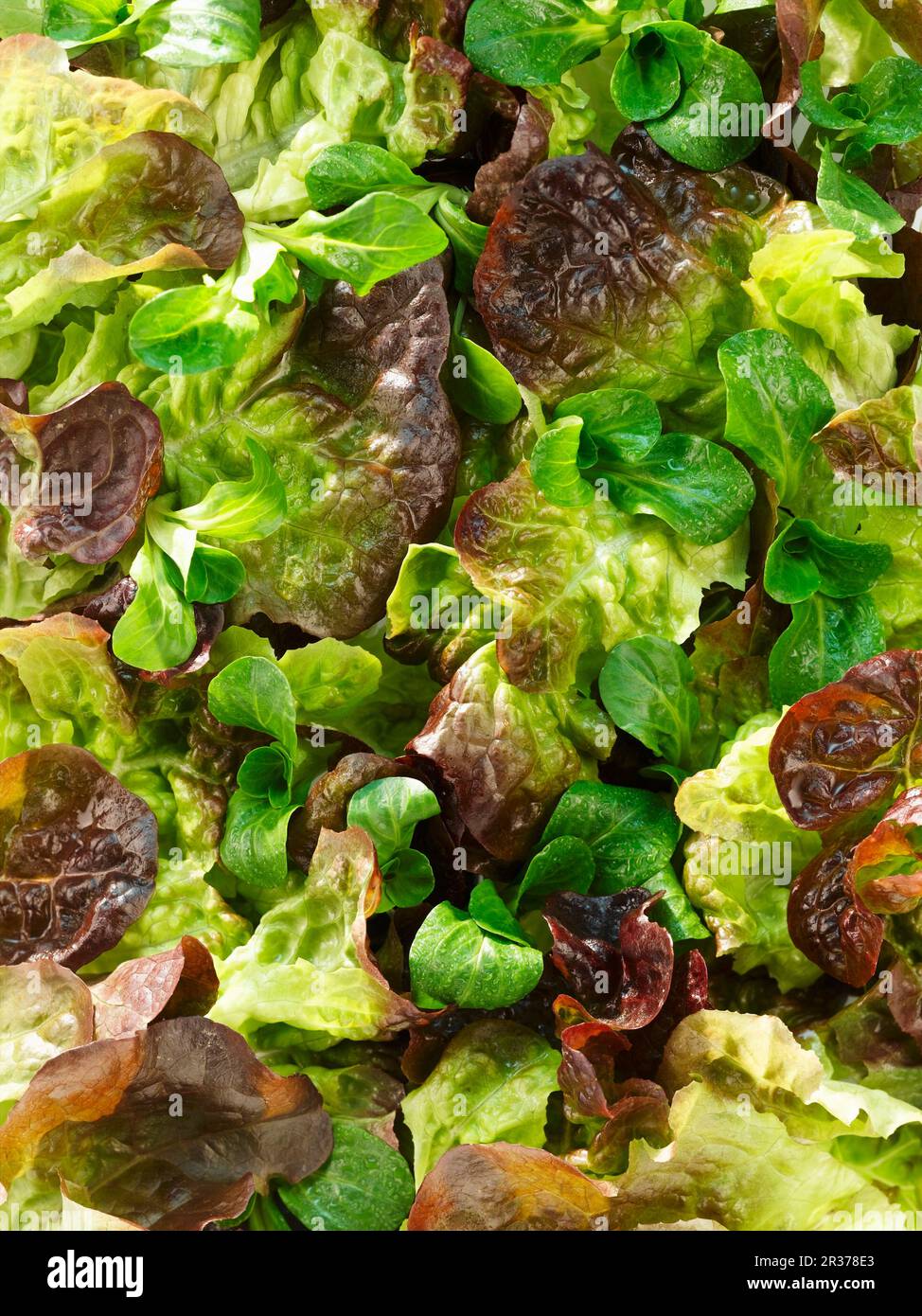 Oak leaf lettuce and lamb's lettuce Stock Photo Alamy