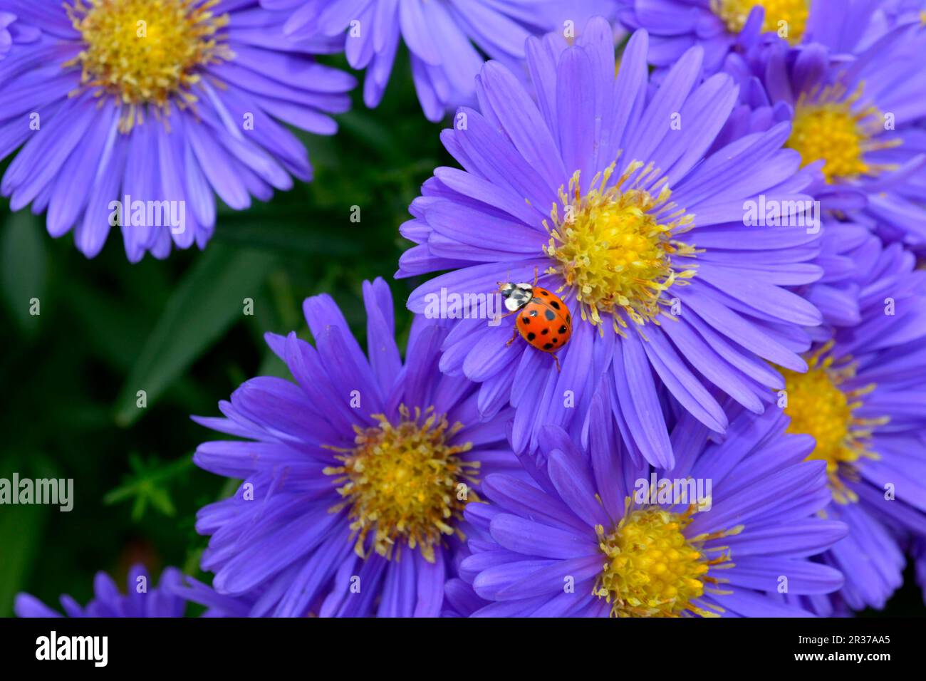 Blue Autumn Aster with Ladybird in the Garden, New Belgium Aster (Aster novi-belgii), New Belgium Autumn Aster, Smooth-leaved Aster asian lady beetle Stock Photo