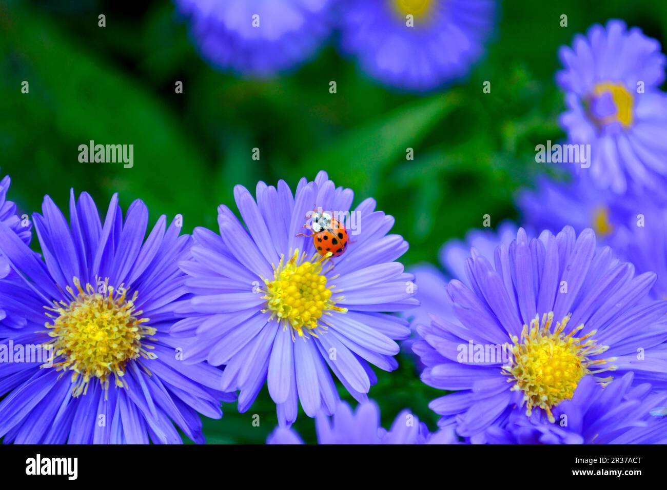 Blue Autumn Aster with Ladybird in the Garden, New Belgium Aster (Aster novi-belgii), New Belgium Autumn Aster, Smooth-leaved Aster asian lady beetle Stock Photo