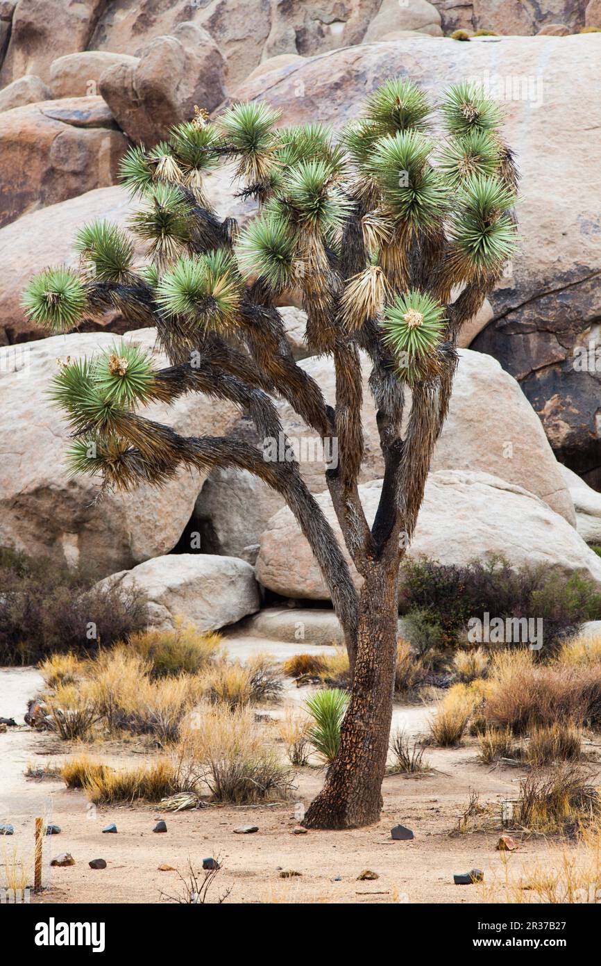 Joshua Tree National Park, USA. Detail of this amazing and unique place Stock Photo