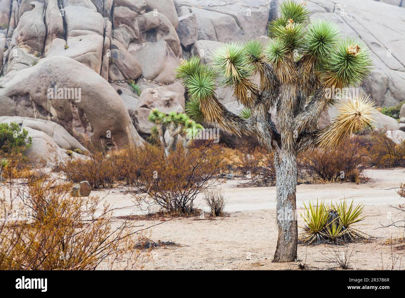 Joshua Tree National Park, USA. Detail of this amazing and unique place Stock Photo
