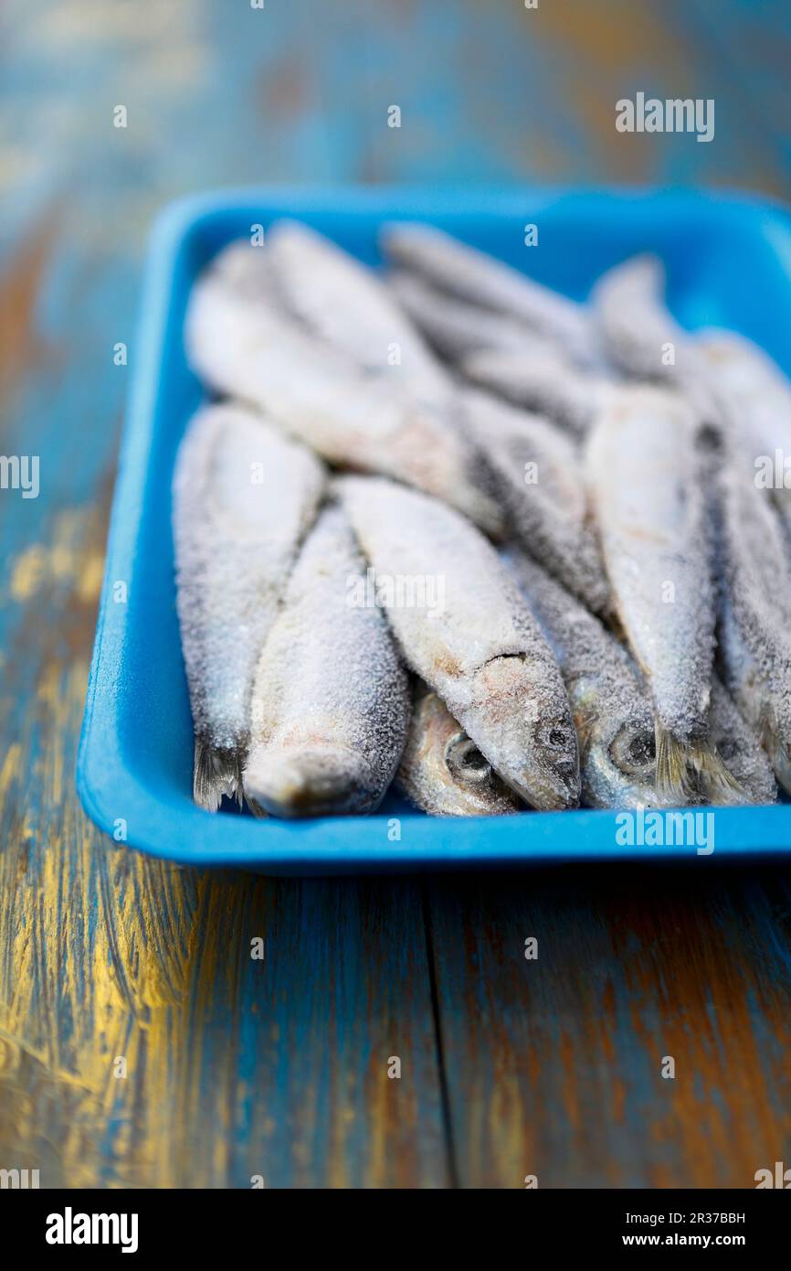 Frozen sardines in a blue styrofoam dish Stock Photo Alamy