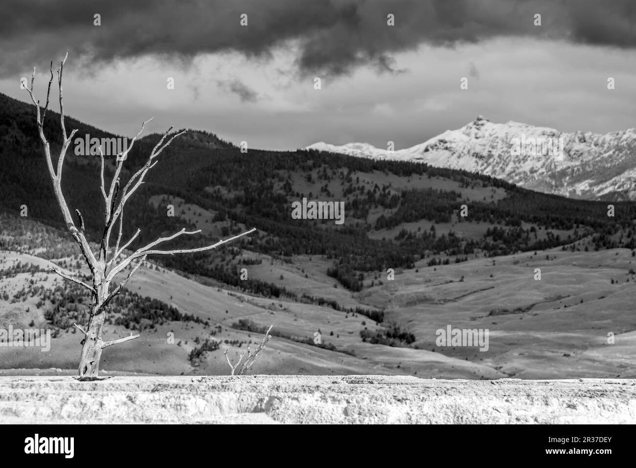 Dead Tree at Mammoth Hot Springs Stock Photo - Alamy