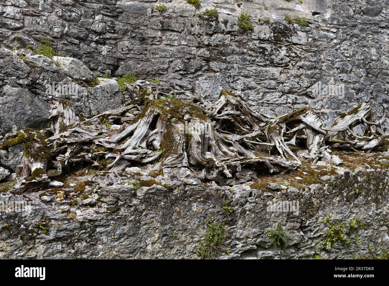 Roots of an old dead tree blended into the stone of Blarney Castle in ...