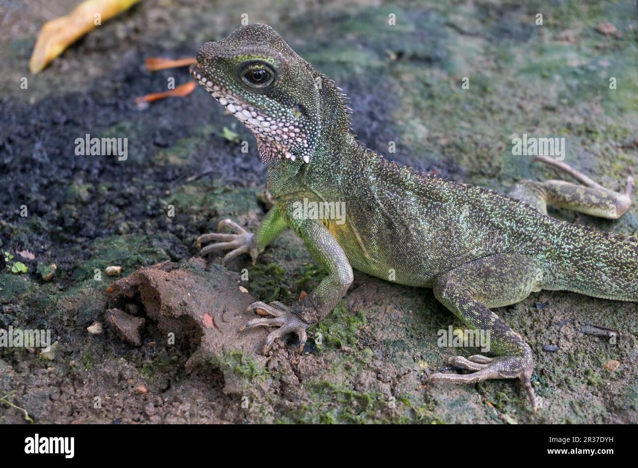 Chinese Water Dragon (Physignathus cocincinus Stock Photo Alamy