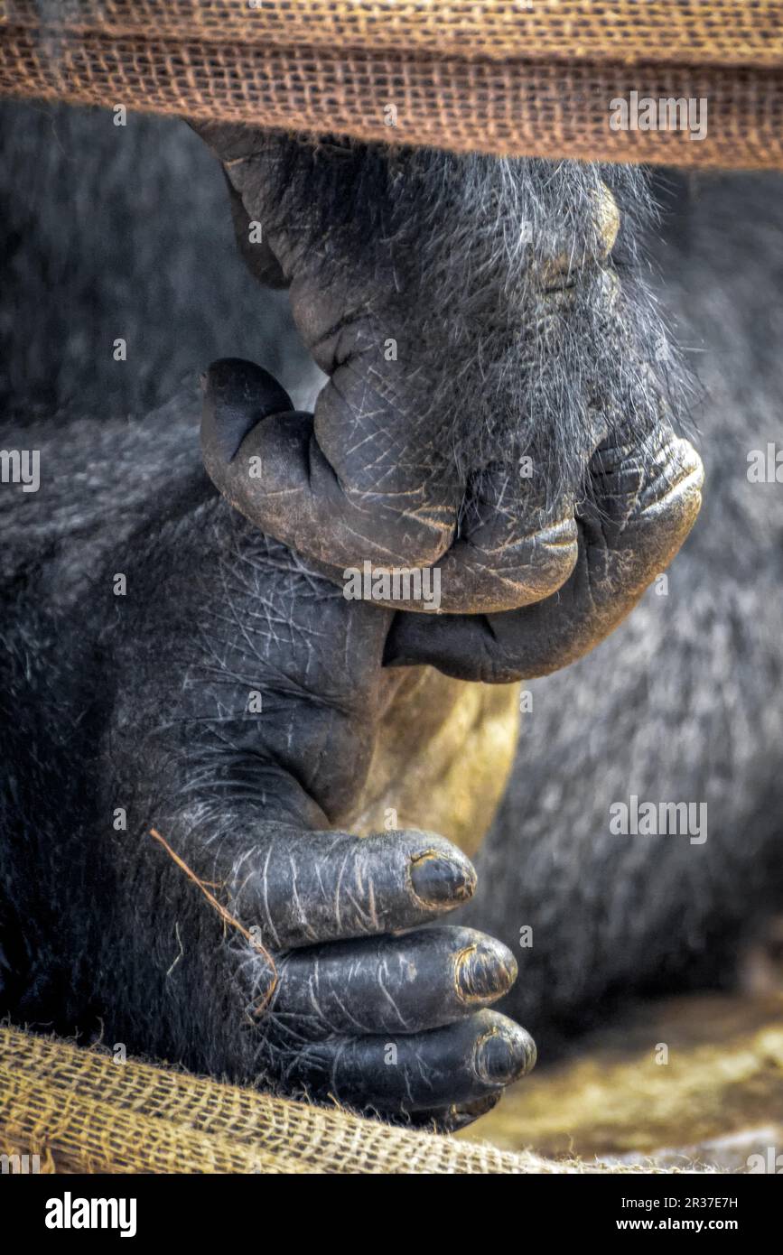 Hairy beast hi-res stock photography and images - Page 2 - Alamy