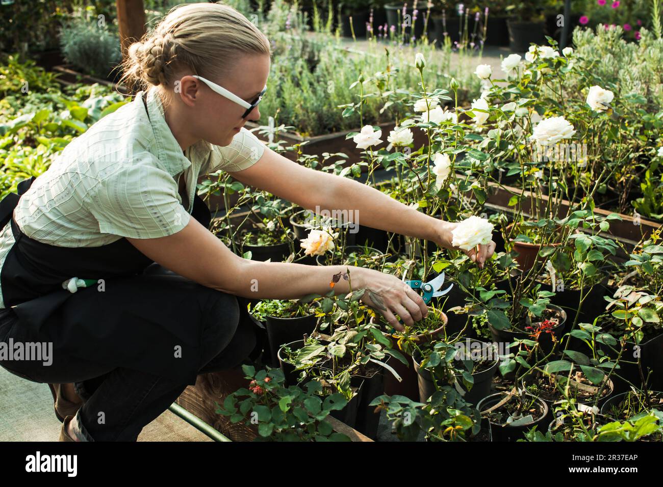 Cutting seedlings flowers Stock Photo