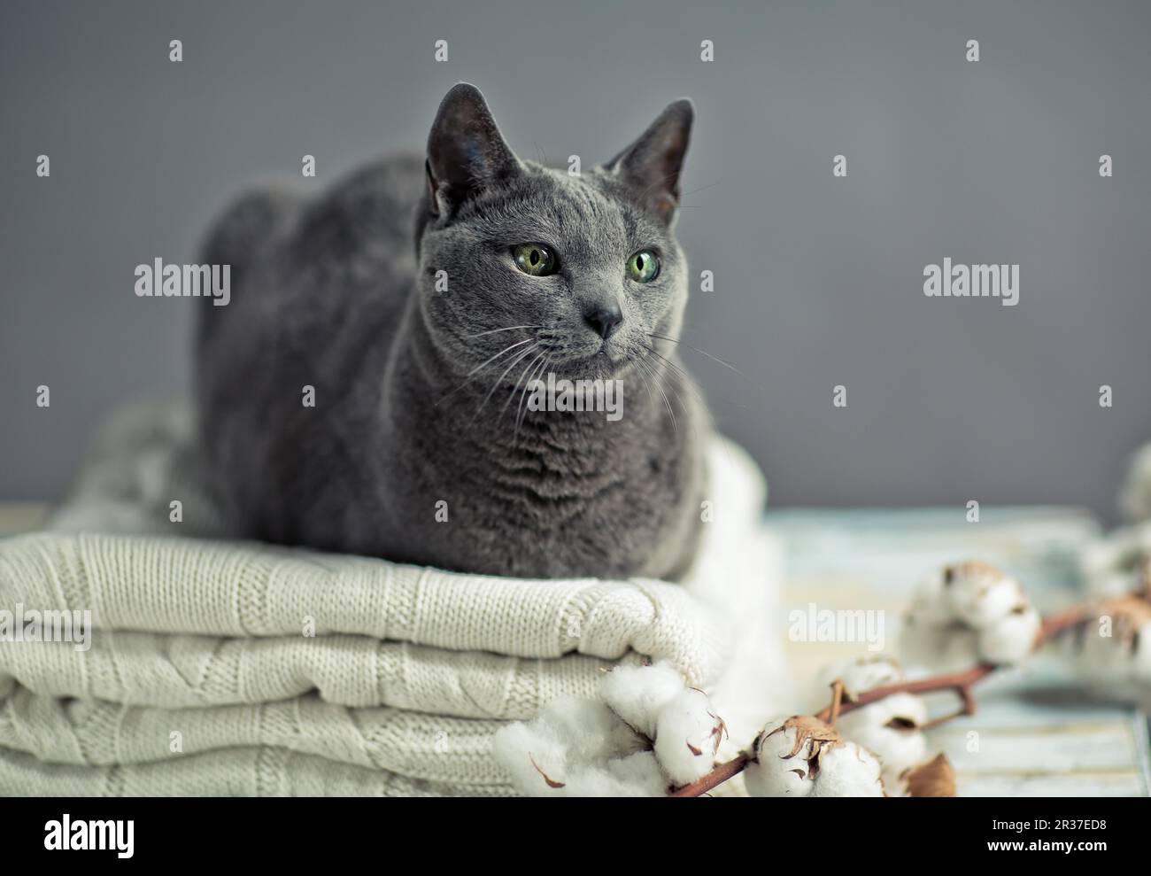 Blue cat sweater best sale
