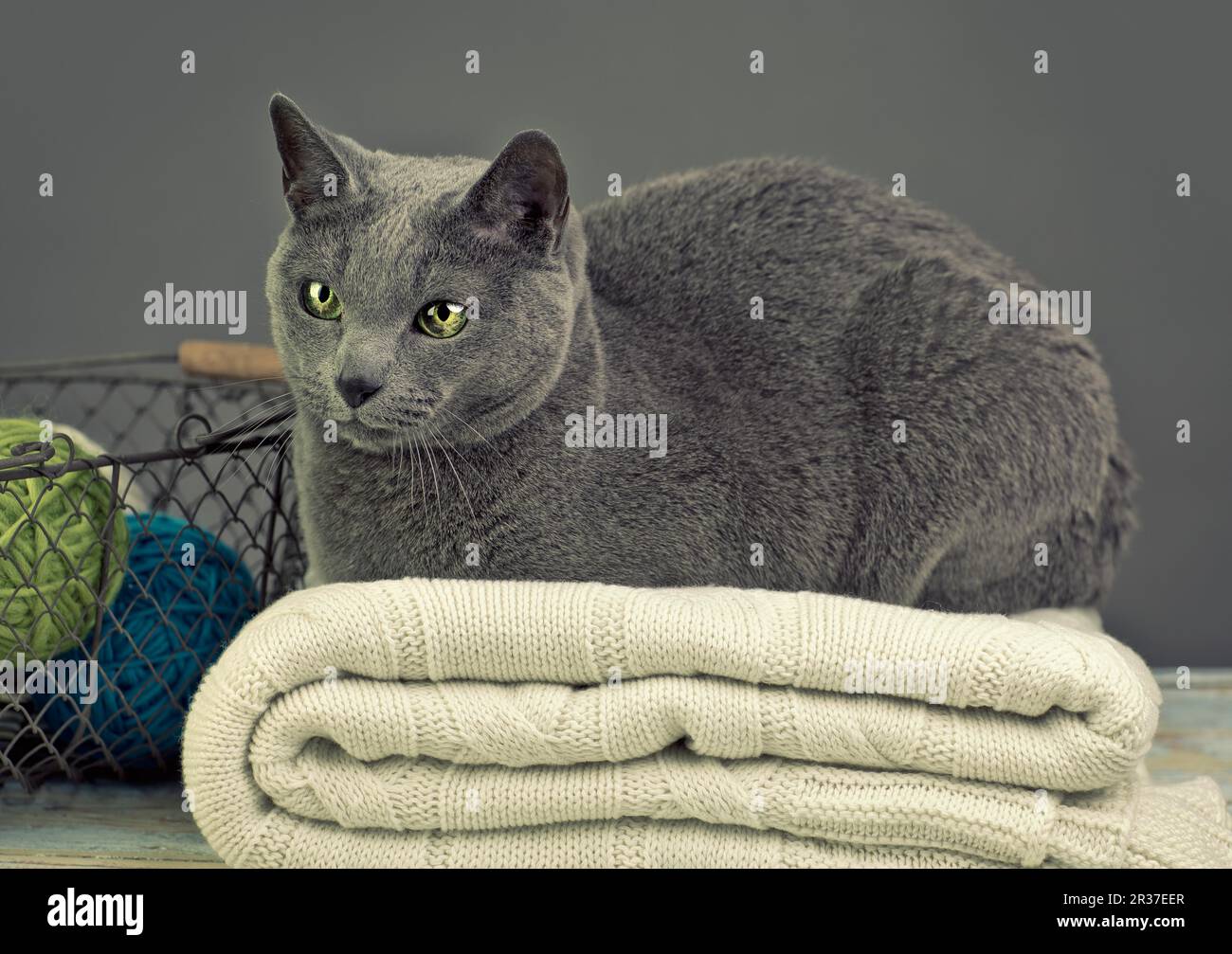 Russian Blue Cat Lying on Woolen Sweater with Woolen Balls Stock Photo Alamy