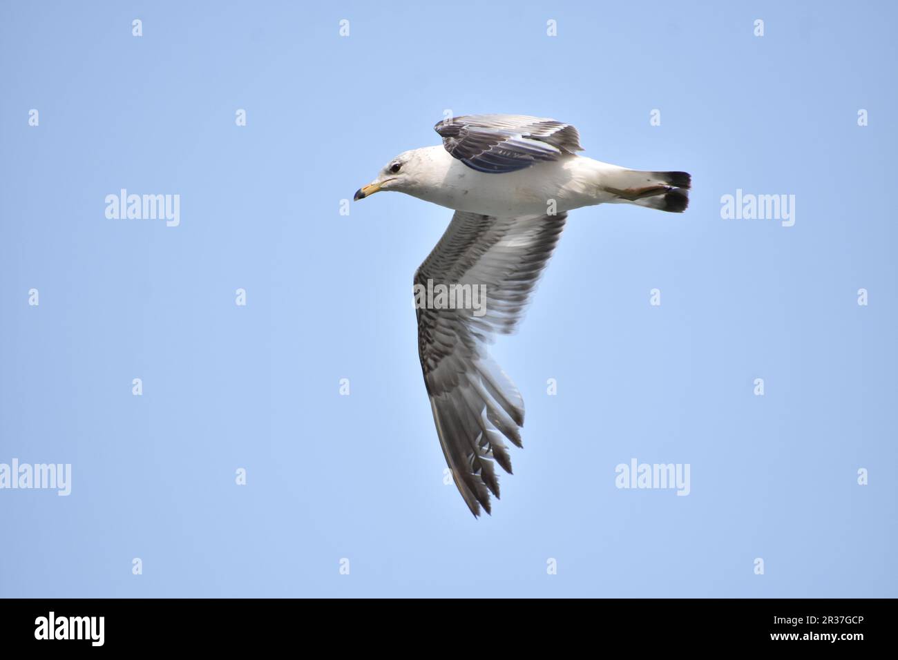 Raw of seagulls hi-res stock photography and images - Alamy