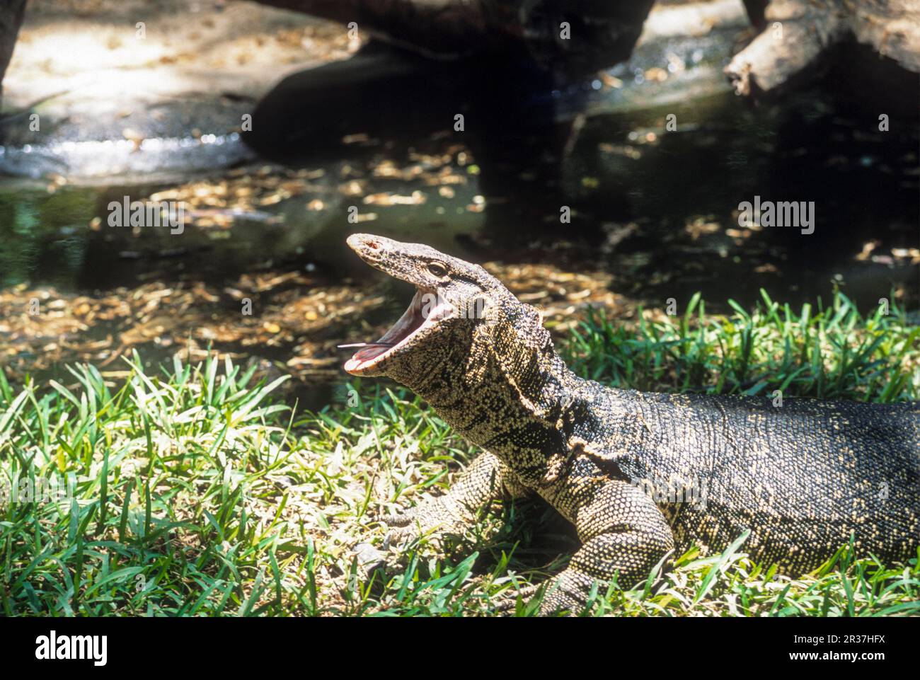 Asian water monitor (Varanus salvator) captive, The Madras Crocodile Bank Trust and Centre for Herpetology near Chennai, Tamil Nadu, South India Stock Photo