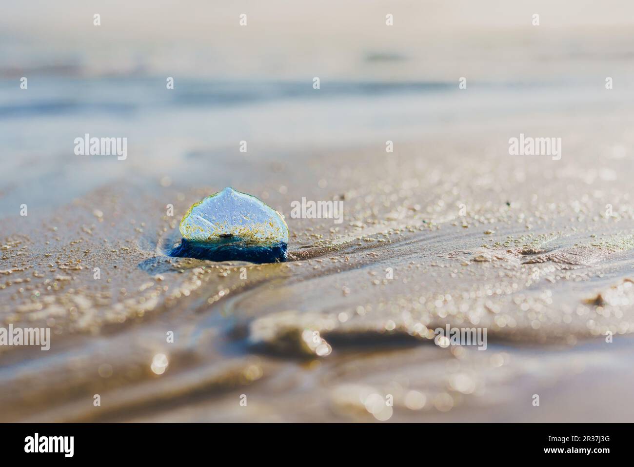 Blue sail jellyfish, or bythewindsailor, or Velella Velella, close