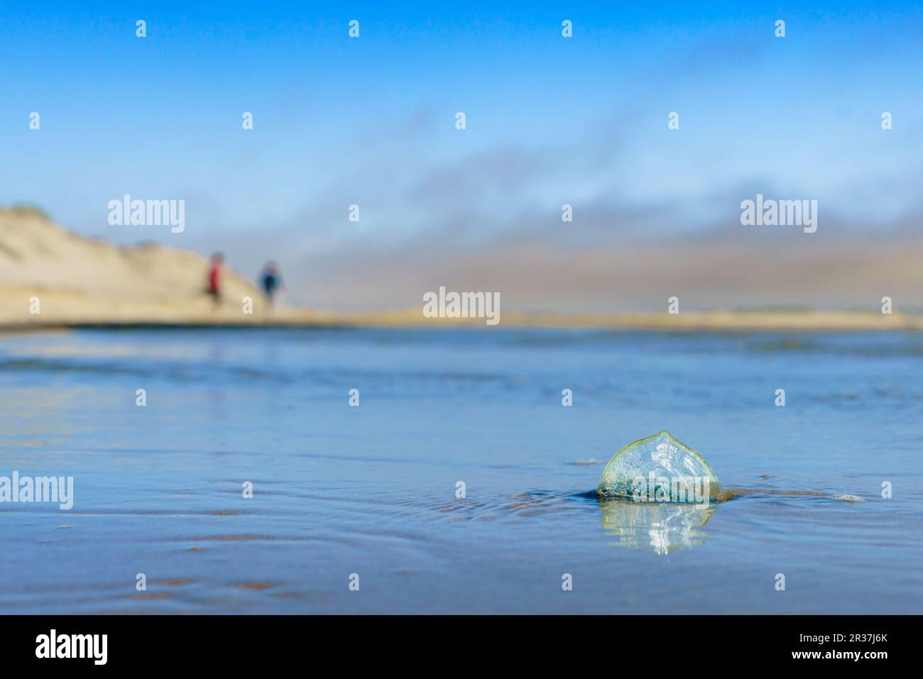 Blue sail jellyfish, or bythewindsailor, or Velella Velella, close
