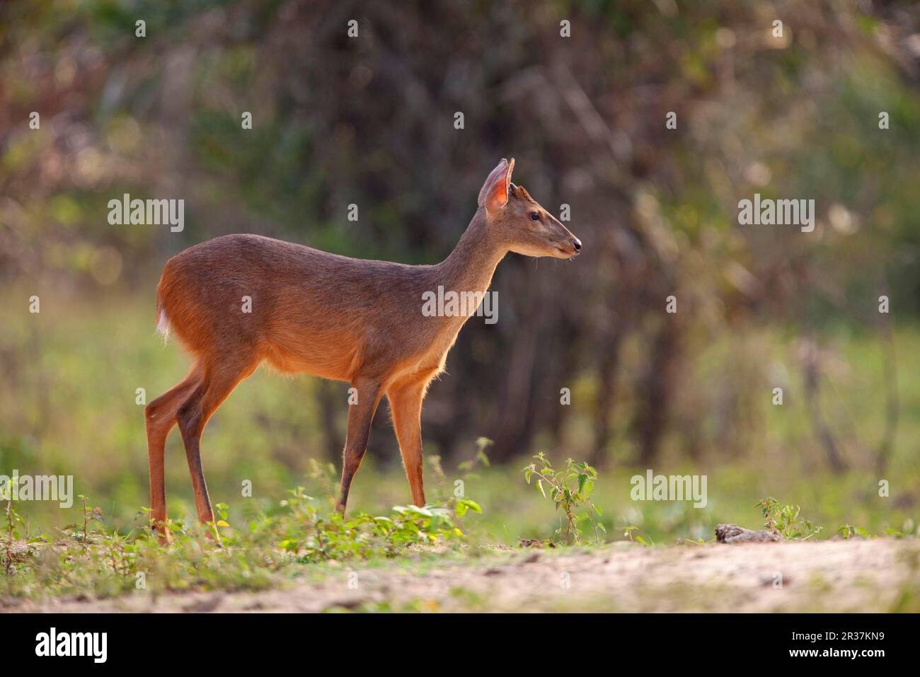 Red red brocket (Mazama americana), adult male, standing in the