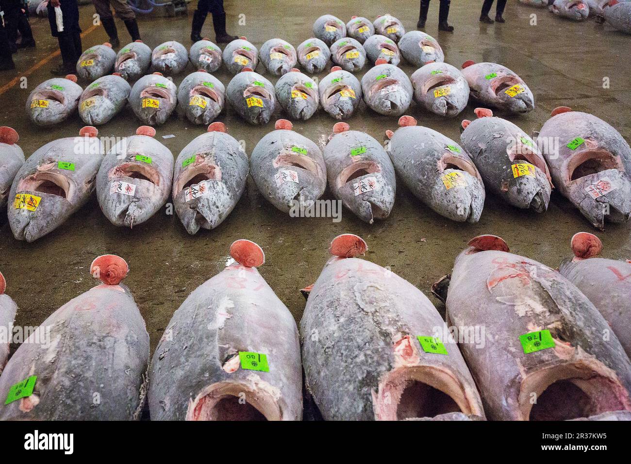 Tuna at the Tsukiji Fish Market in Tokyo, Japan Stock Photo Alamy