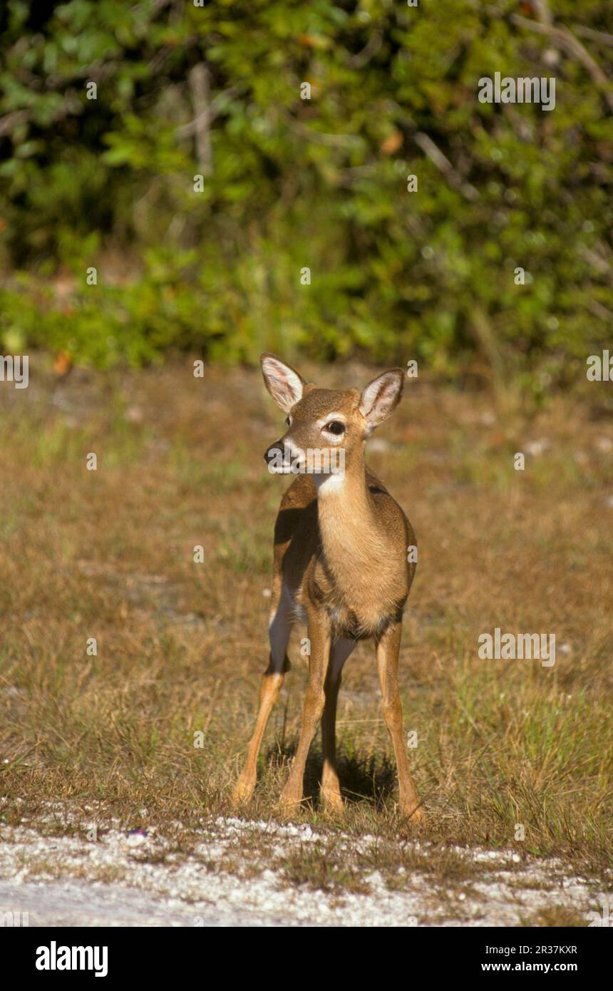 Key deer (Odocoileus virginianus clavium), key deer, deer, ungulates