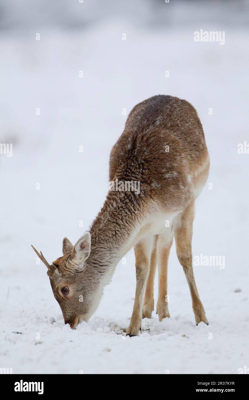 Snow covered buck hi-res stock photography and images - Page 2 - Alamy