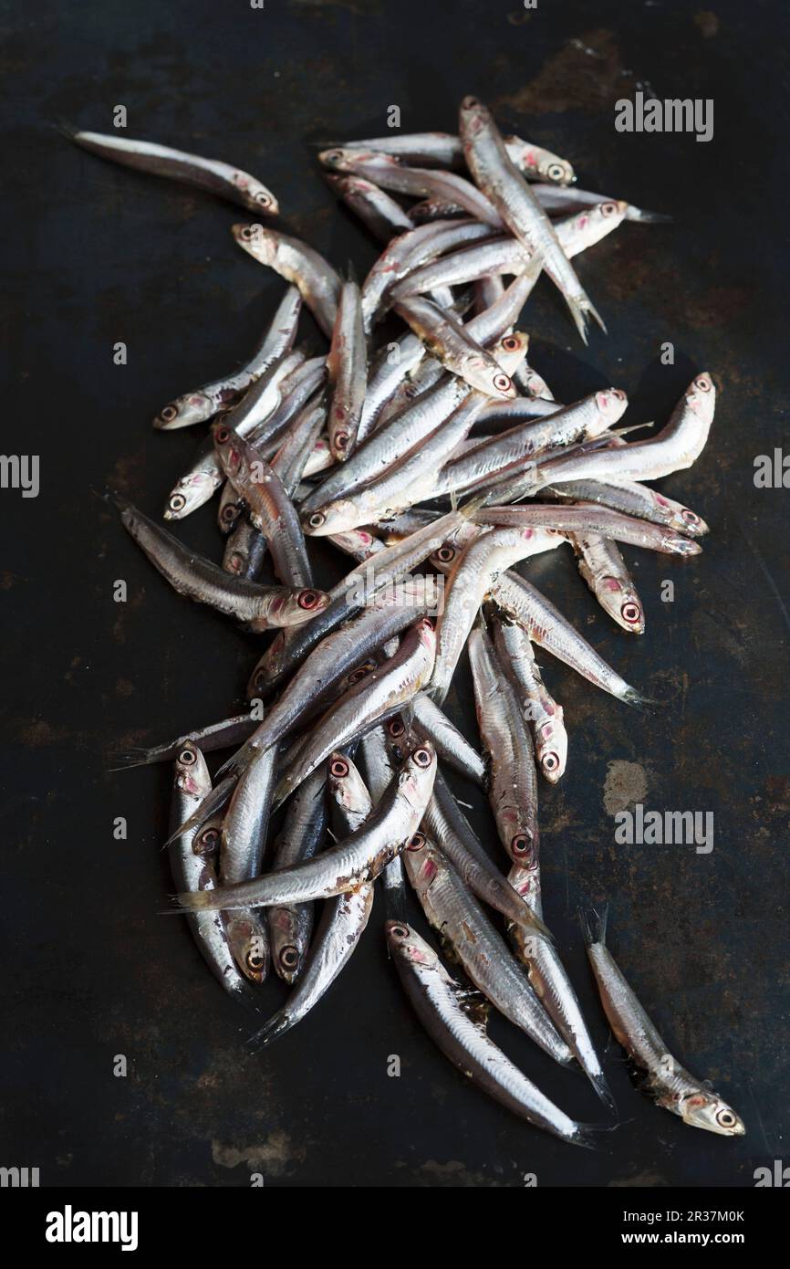Sardines on a metal sheet Stock Photo Alamy