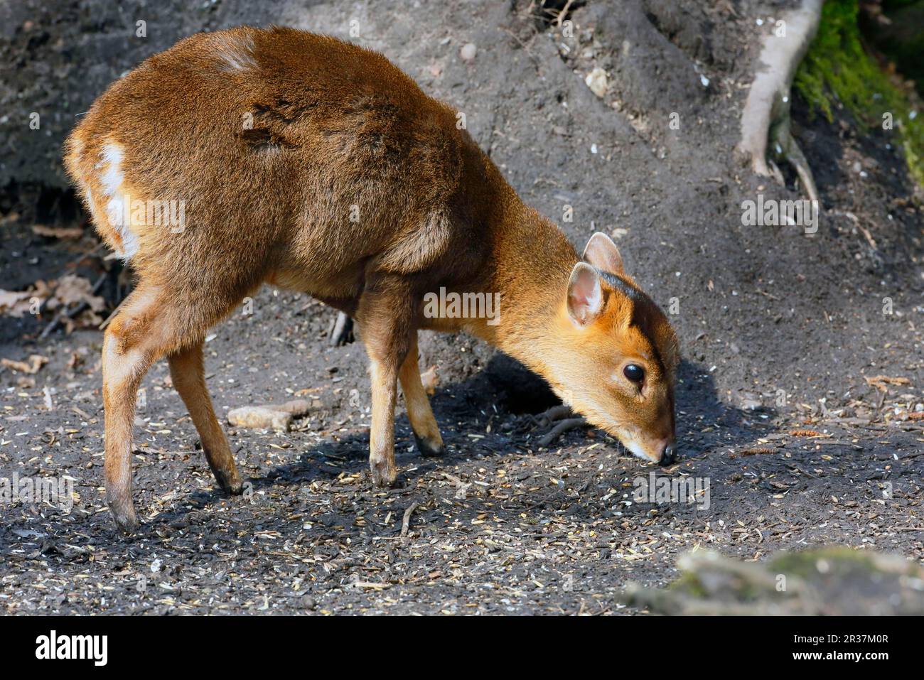 Chinese chinese muntjac (Muntiacus reevesi) introduced young species