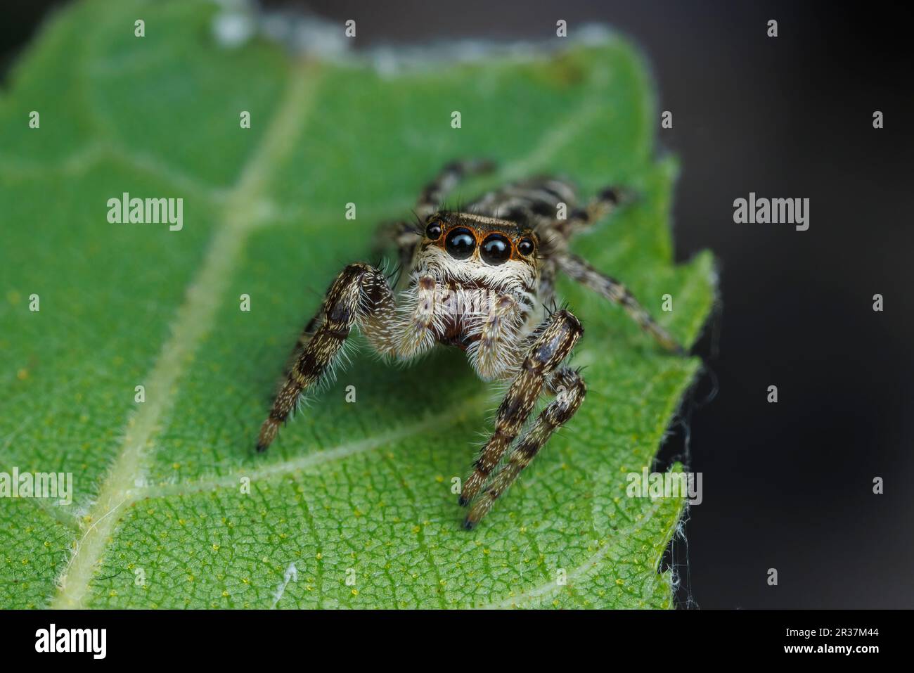 Jumping Spider (Eris militaris) Stock Photo