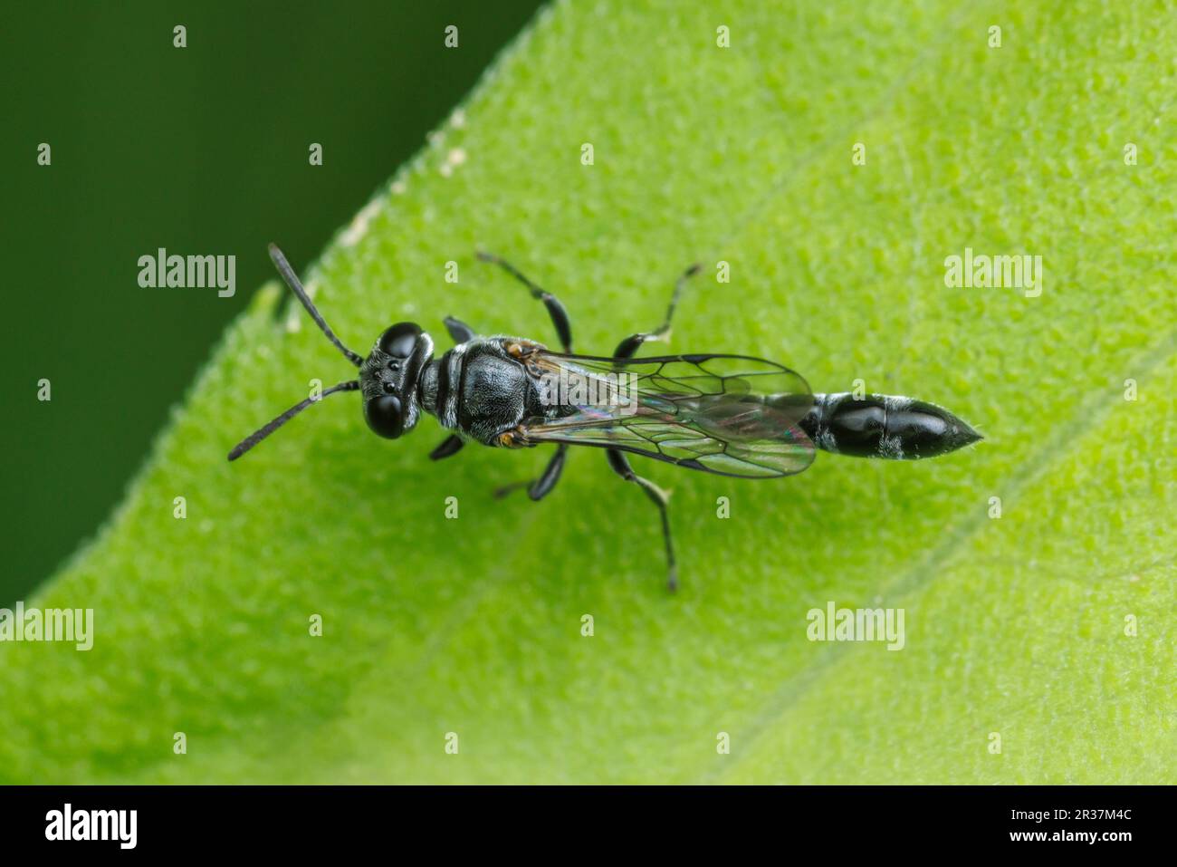 Square-headed Wasp (Trypoxylon sp.) Stock Photo