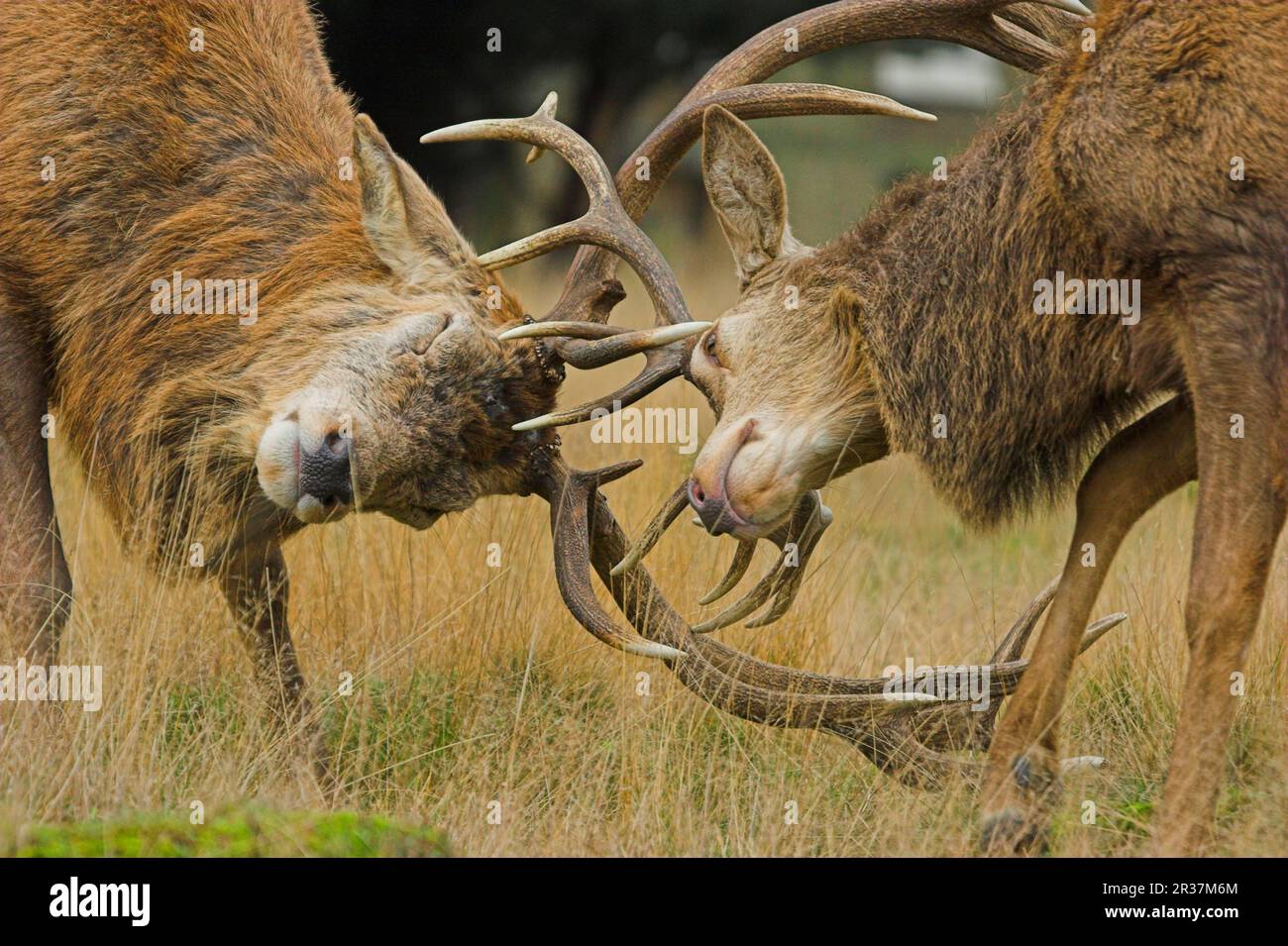 Red deer (Cervus elaphus) Deer in heat, close-up of heads with closed antlers Stock Photo