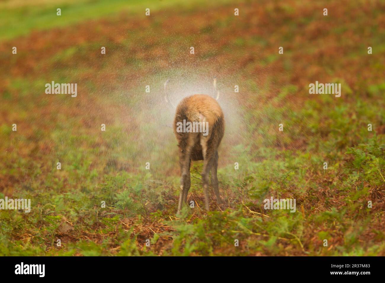 Red Deer (Cervus elaphus) stag, shaking water from coat after rainstorm, during rutting season, Bradgate Park, Leicestershire, England, United Kingdom Stock Photo