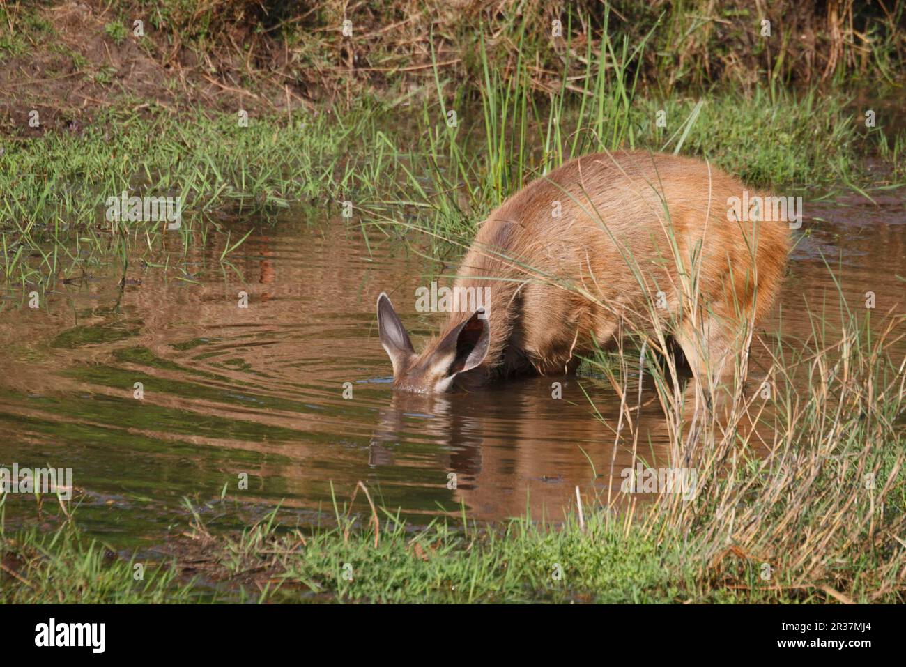 Sambar (Rusa unicolor) adult female, with head submerged in pool, feeding on aquatic vegetation, Kanha N. P. Madhya Pradesh, India Stock Photo