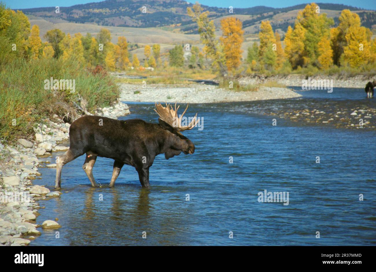 Elk, elks, deer, ungulates, mammals, animals, Moose (Alces alces) Bull